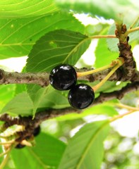 2010-06-05 チェリー3