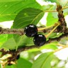 2010-06-05 チェリー3