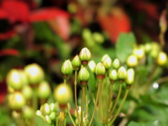 2010-04-29花 1 (16)