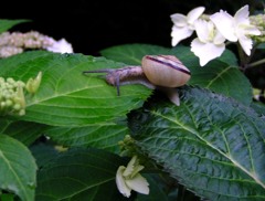 2010-06-08 東金市あじさい12