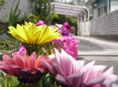 2010-06-06 ご近所 1