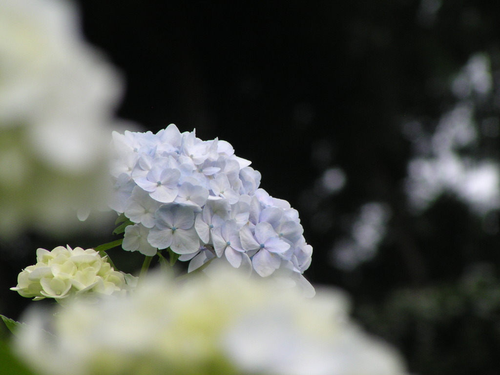 2010.06.18 あじさい屋敷009