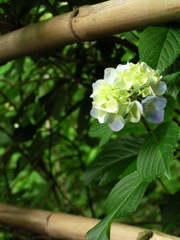 2010.06.18 あじさい屋敷20