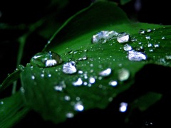 2010-05-24 水宝石1