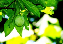 2010-06-02 プラム2