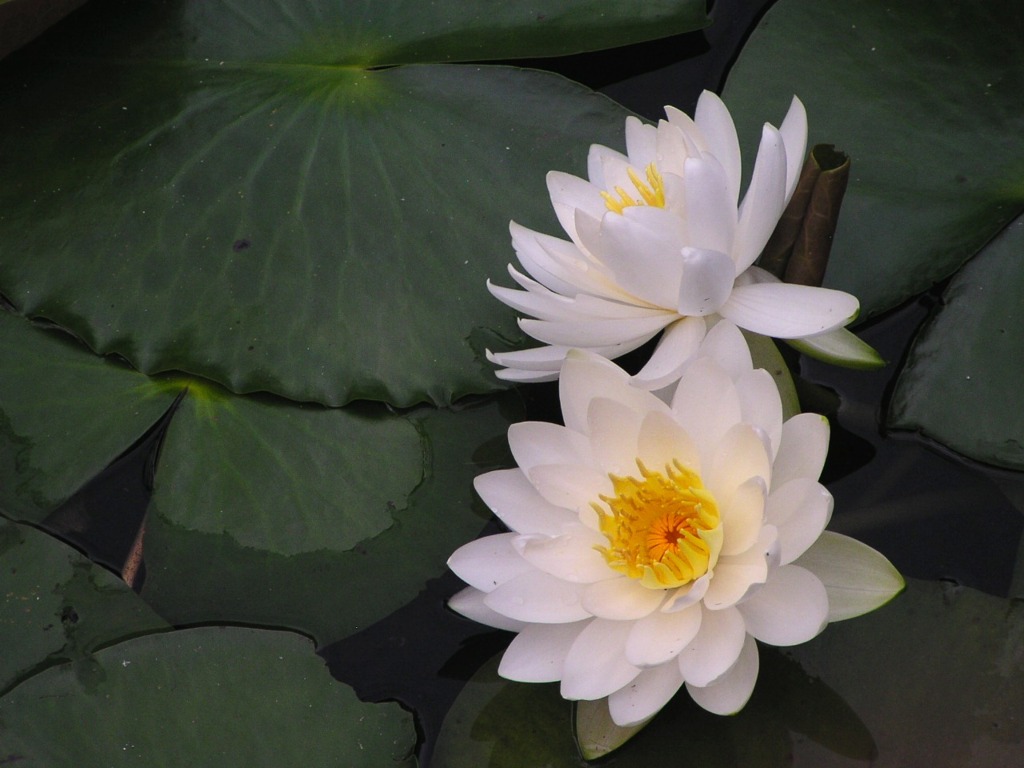 2010-05-25 茂原公園　31