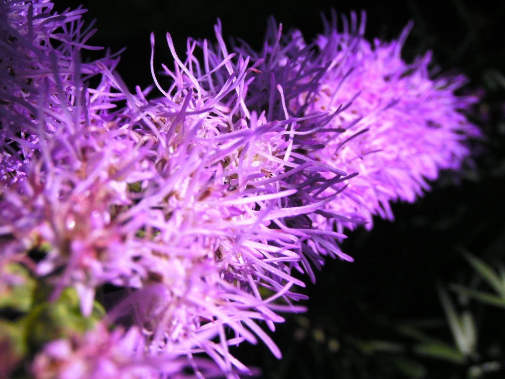 P1010035