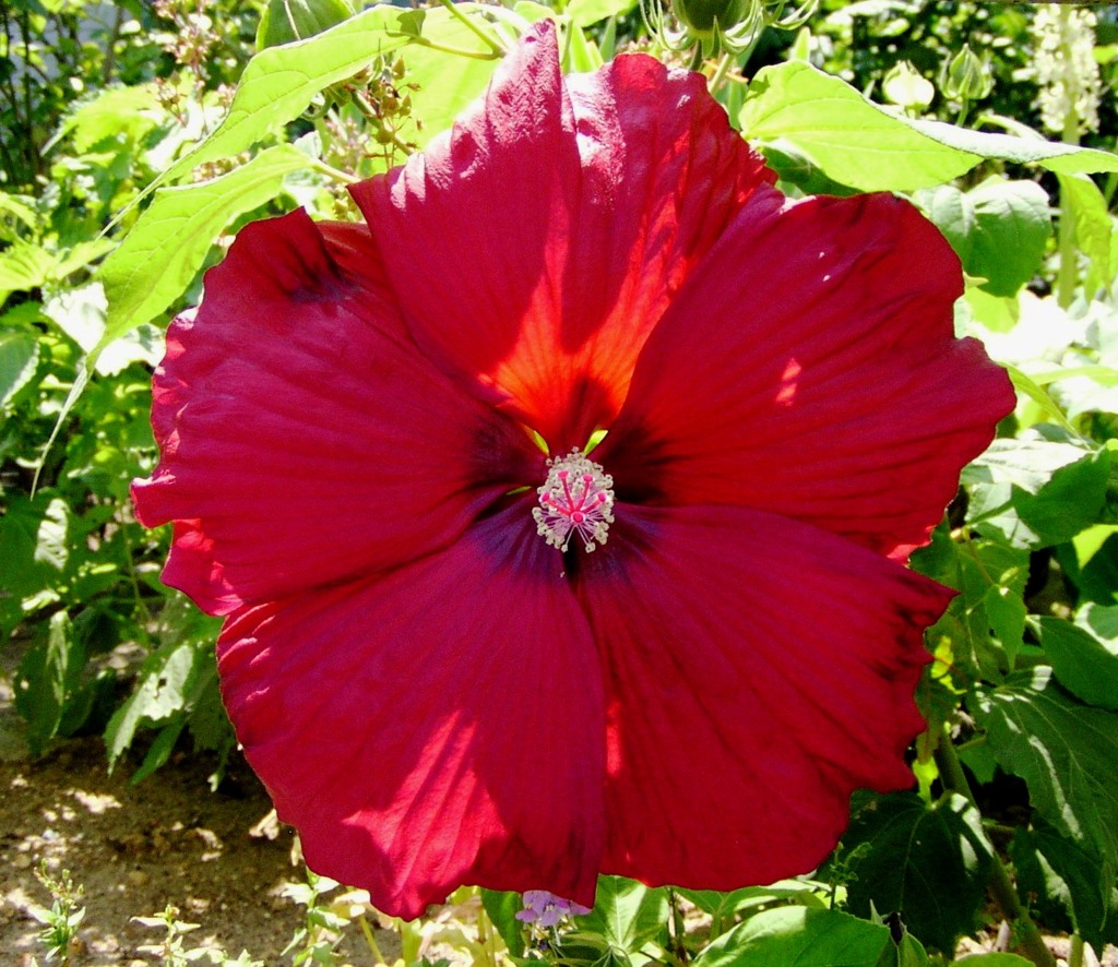 2010-07-22 西洋芙蓉　