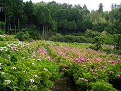 2010.06.18 あじさい屋敷072