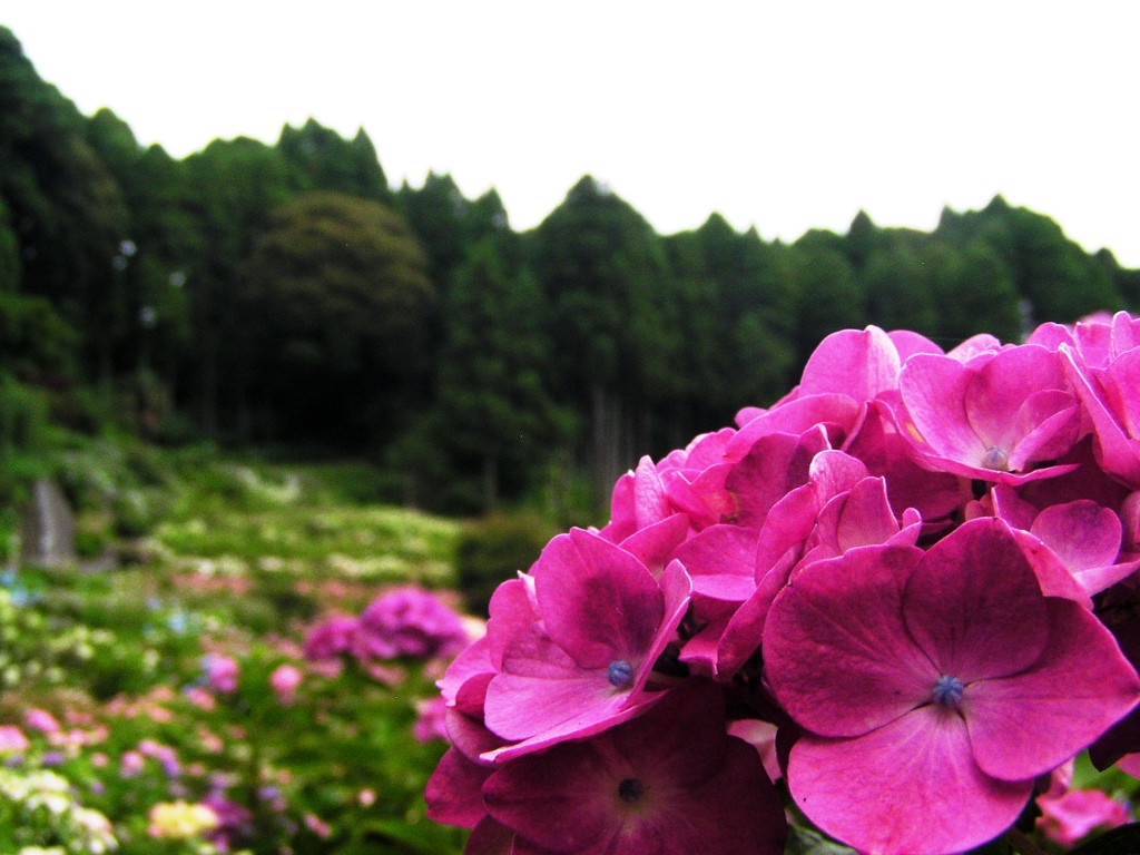 2010.06.18 あじさい屋敷023