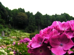 2010.06.18 あじさい屋敷023