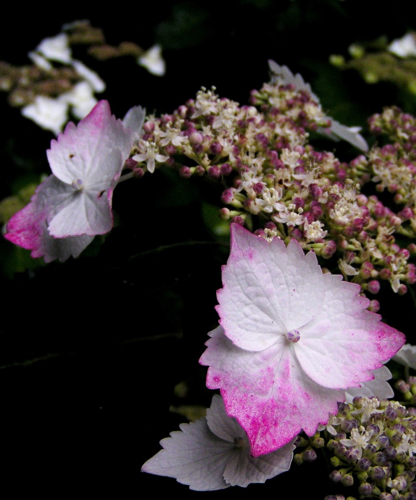 2010-06-08 東金市あじさい19