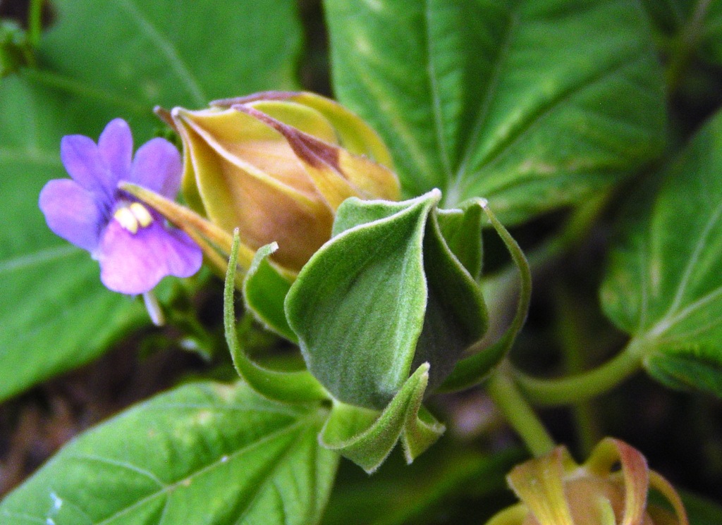 2010-07-24 芙蓉の蕾