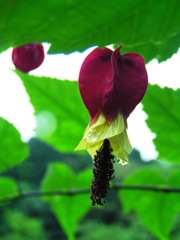 2010-06-29茂原公園23