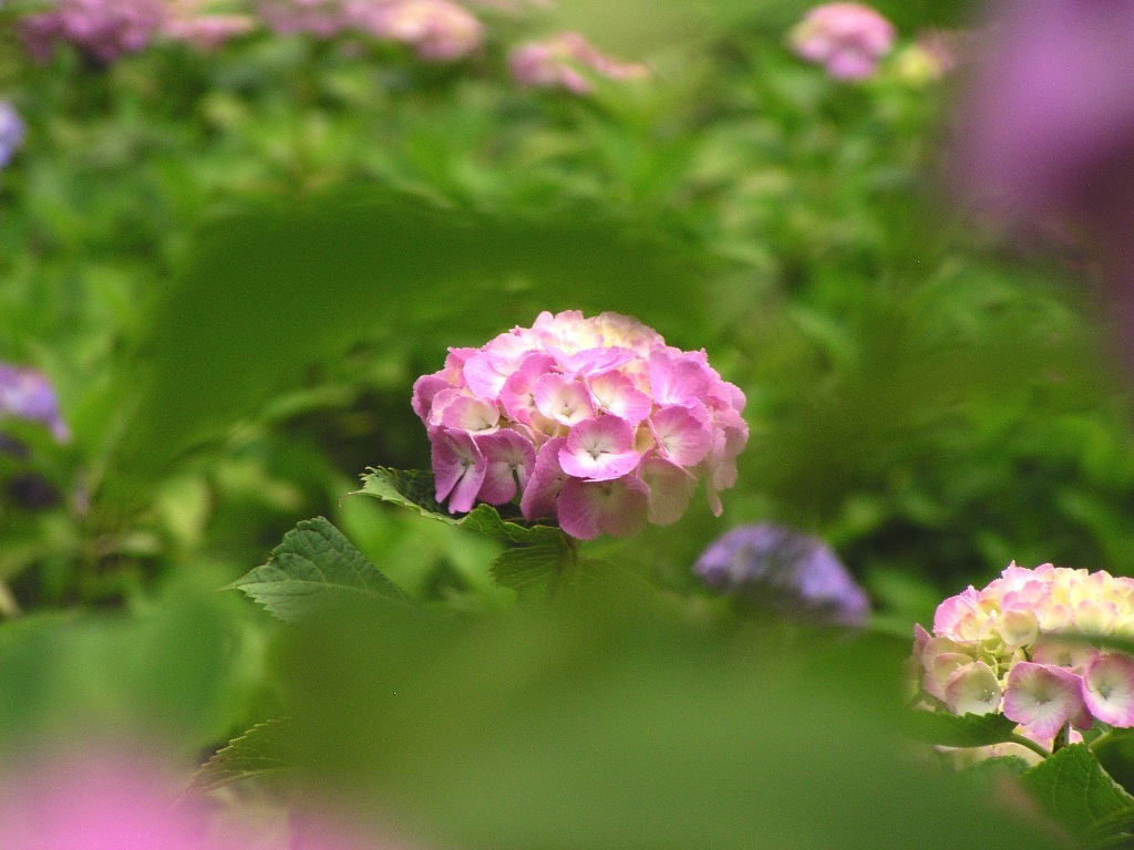 2010.06.18 あじさい屋敷06