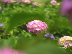2010.06.18 あじさい屋敷06