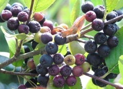 P1010069