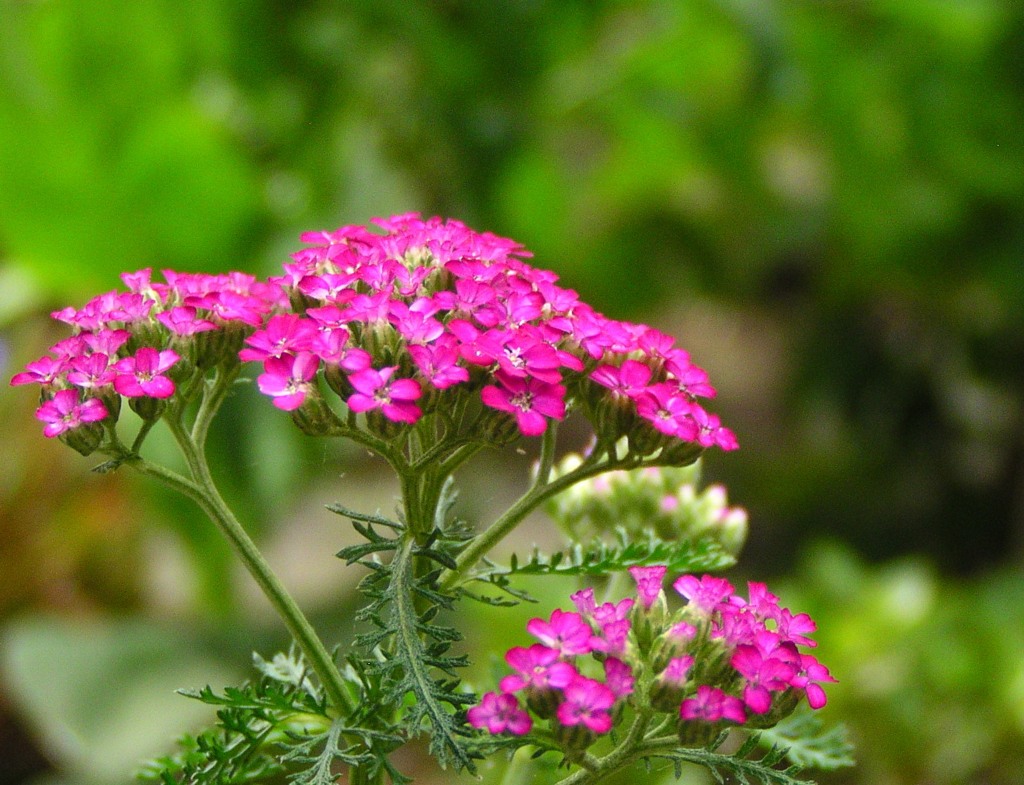 花07