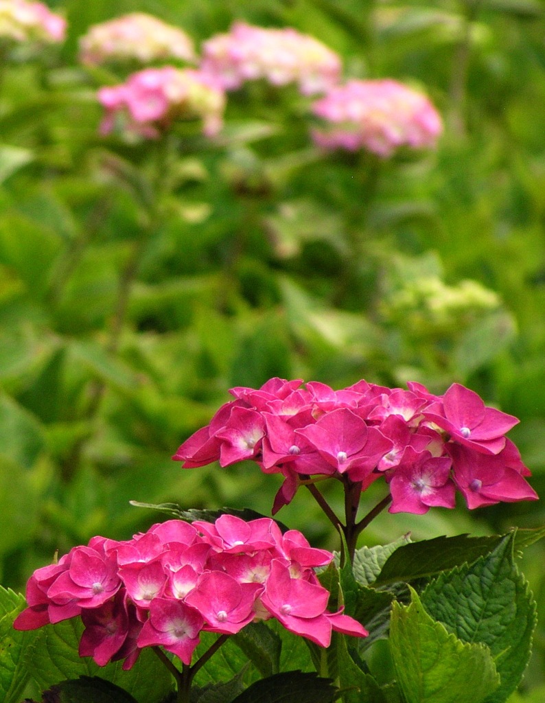 2010.06.18 あじさい屋敷171