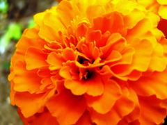 2010-05-22　マリーゴールド1