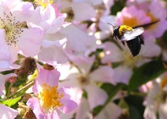 2010-06-06 クマバチ 2