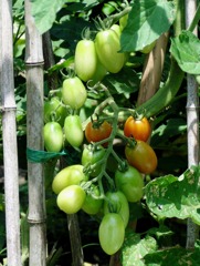 2010-07-21トマト4
