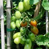 2010-07-21トマト4