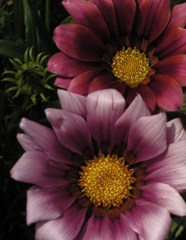 2010-06-06 ご近所 2