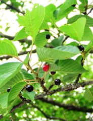 2010-06-05 チェリー1
