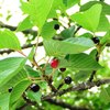 2010-06-05 チェリー1