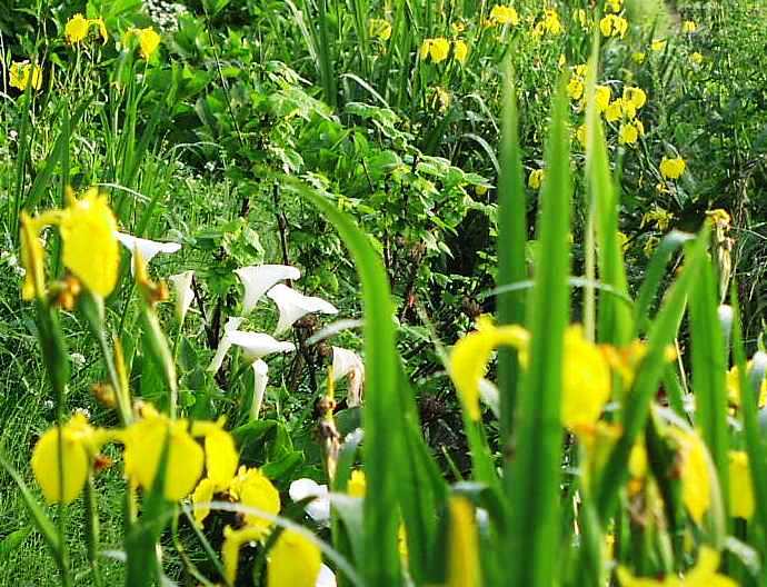 2010-05-21　黄色と白1