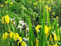 2010-05-21　黄色と白1