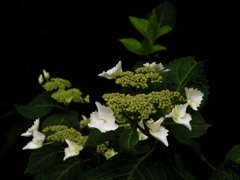 2010-05-30 東金37