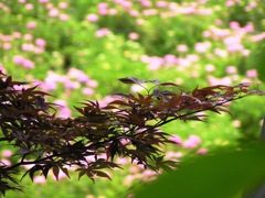 2010.06.18 あじさい屋敷18