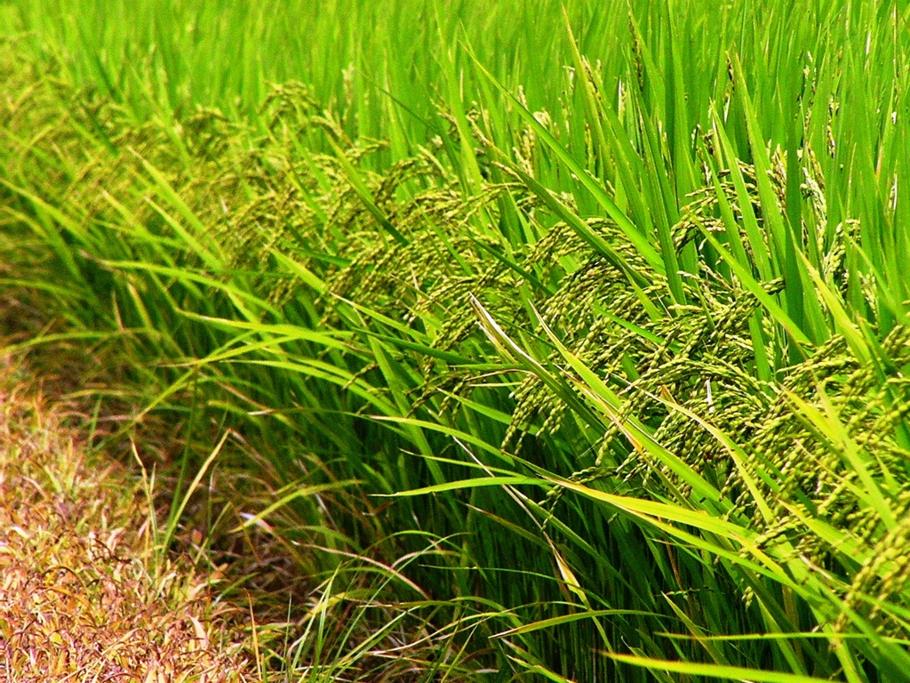 2010-08-01 頭を垂れる稲穂かな
