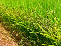 2010-08-01 頭を垂れる稲穂かな