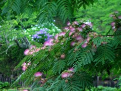2010-06-29茂原公園73