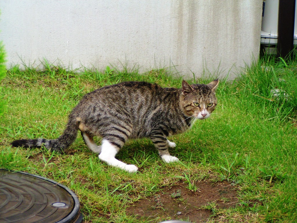 2010-07-30 ネコ1