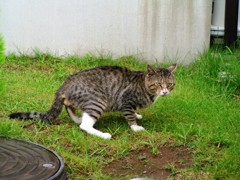 2010-07-30 ネコ1