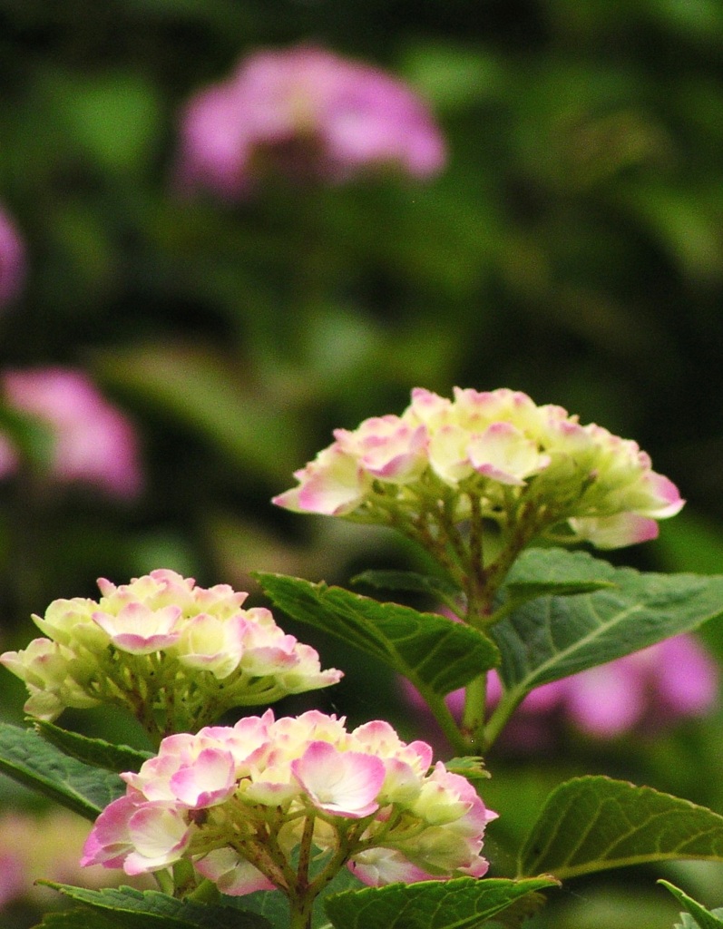 2010.06.18 あじさい屋敷024