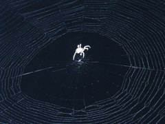 クモの巣　1