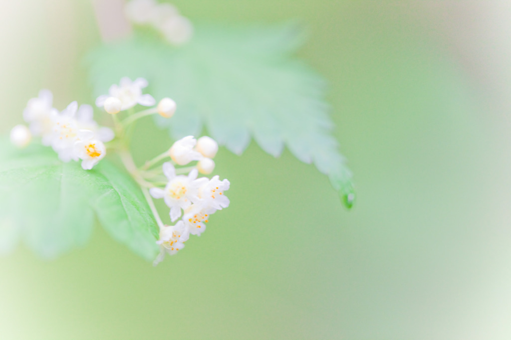 小さき花