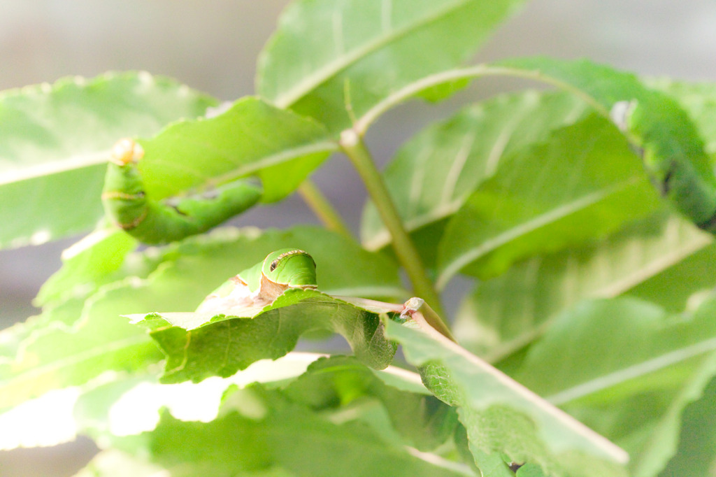 Spring caterpillar