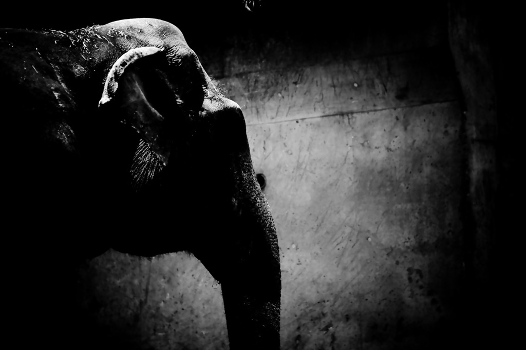 Melancholy Elephant