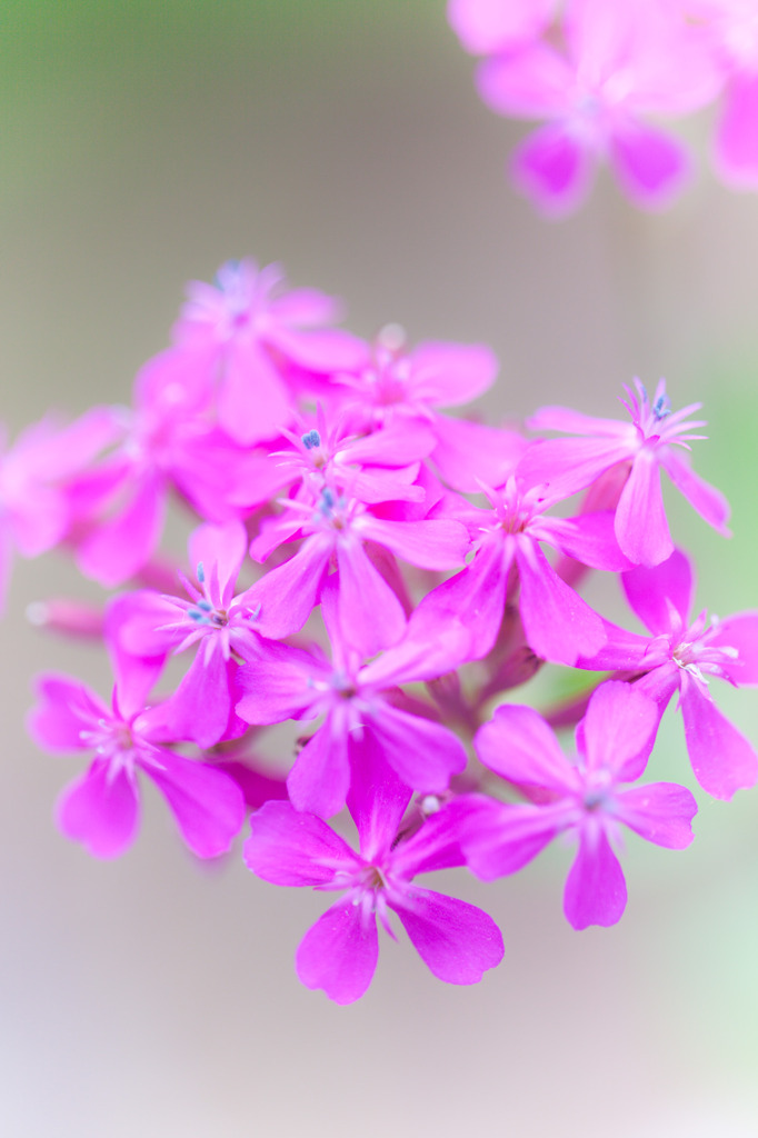 Flowers float