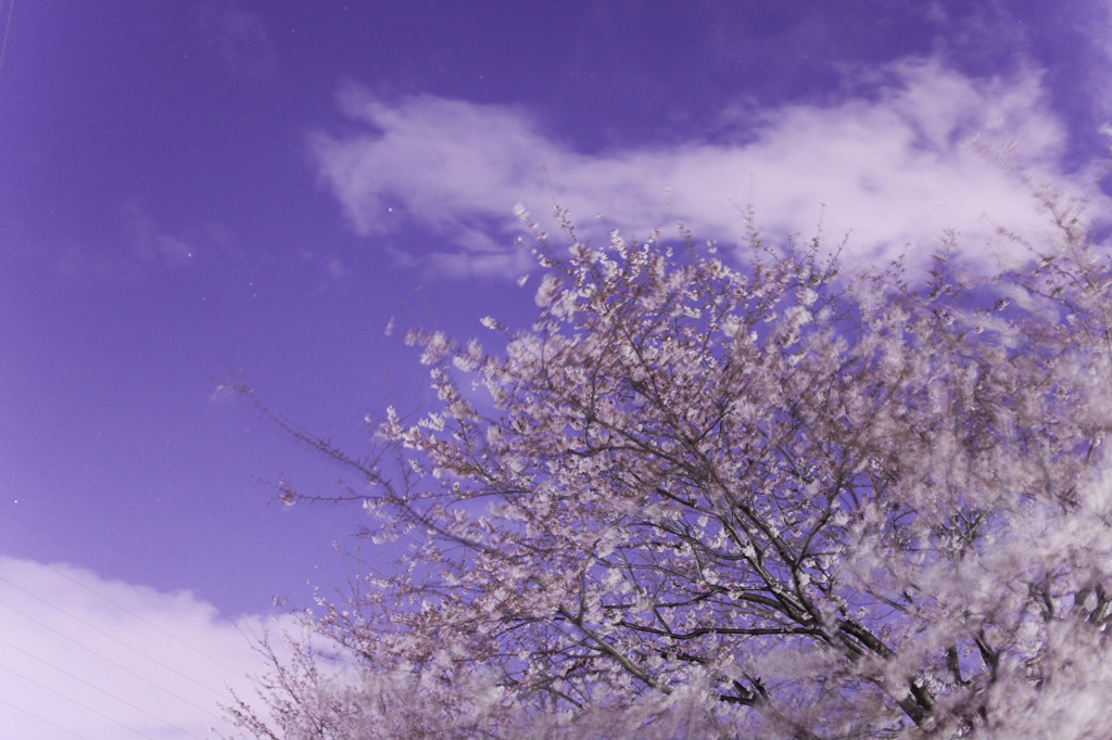 桜夜空