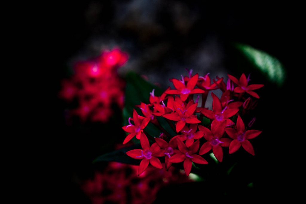 Red flower