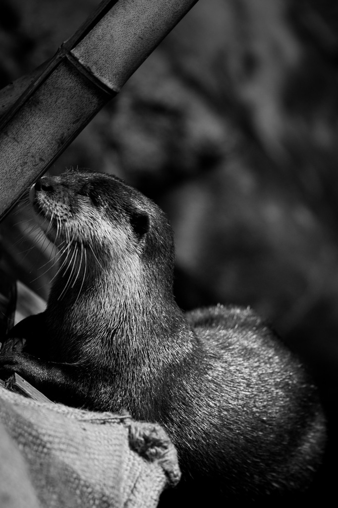 Otter nap