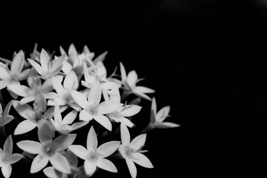 White　flower