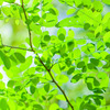 Verdure